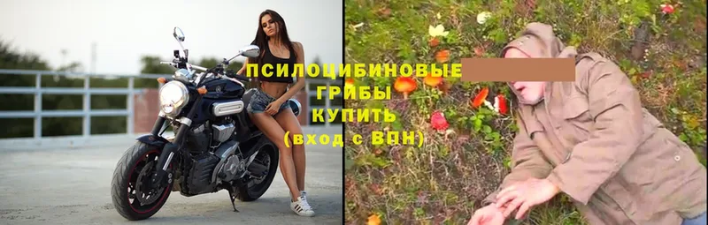 цена наркотик  Кимры  Галлюциногенные грибы Psilocybe 